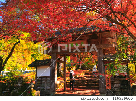 [Hyogo Prefecture] Somon of Kogenji Temple in autumn leaves 116539600