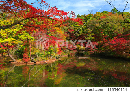 [兵庫縣] 神戶市森林植物公園 長谷池的秋葉 116540124