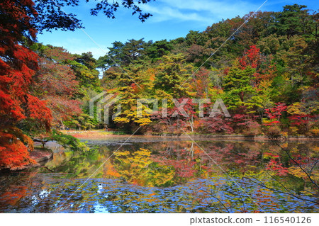 [Hyogo Prefecture] Kobe City Forest Botanical Park Autumn leaves at Hase Pond 116540126