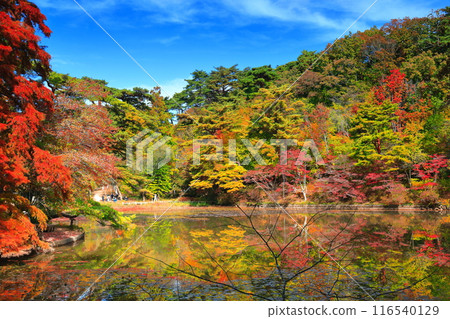 [Hyogo Prefecture] Kobe City Forest Botanical Park Autumn leaves at Hase Pond 116540129