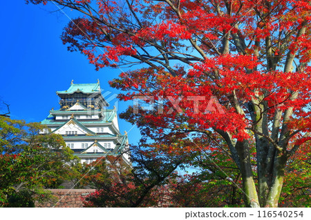 [大阪府]晴天時的大阪城和紅葉 116540254