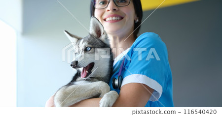 Veterinarian putting bandage on dogs paw after injury, dog pet in vet, ache paw Veterinarian putting bandage on dogs paw after injury, dog pet in vet, ache paw 116540420