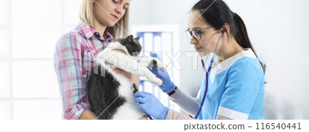 Woman doctor veterinarian checking cat with stethoscope Woman doctor veterinarian checking cat with stethoscope 116540441