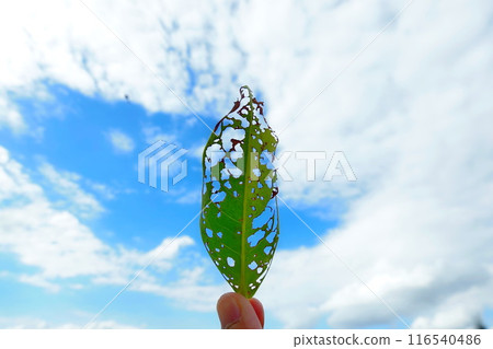 A hole in a leaf caused by insects, holding the leaf up to the sky 116540486