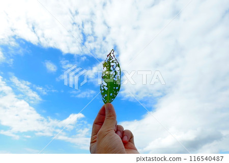 A hole in a leaf caused by insects, holding the leaf up to the sky 116540487