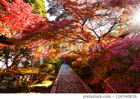 秋園庵的紅葉風景、一休寺的石道、京都的紅葉名勝、京都的秋天觀光景點 116540616