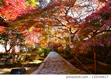 秋園庵的紅葉風景、一休寺的石道、京都的紅葉名勝、京都的秋天觀光景點 116540617