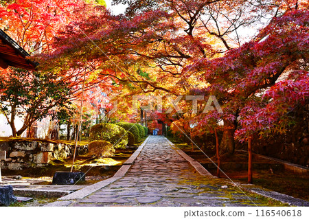 秋園庵的紅葉風景、一休寺的石道、京都的紅葉名勝、京都的秋天觀光景點 116540618