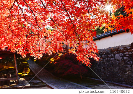 秋園庵的紅葉風景、一休寺的石道、京都的紅葉名勝、京都的秋天觀光景點 116540622