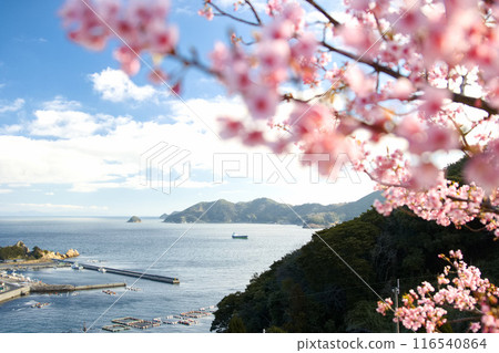 河津櫻花盛開在沙灘上 116540864