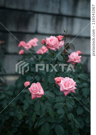 Roses, Osaka, Nakanoshima Park, Nakanoshima Rose Garden, Flower photos, Roses on a cloudy day Roses, Osaka, Nakanoshima Park, Nakanoshima Rose Garden, Flower photos, Roses on a cloudy day 116541067