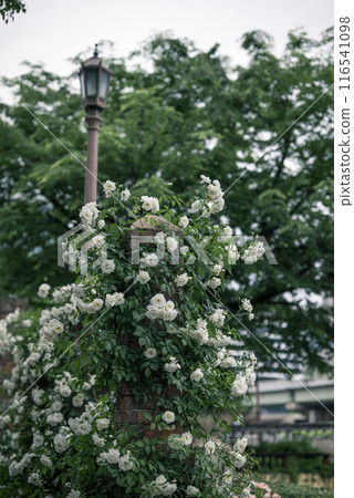 玫瑰 大阪 中之島公園 中之島玫瑰花園 花卉照片 陰天的玫瑰 玫瑰 大阪 中之島公園 中之島玫瑰花園 花卉照片 陰天的玫瑰 116541098
