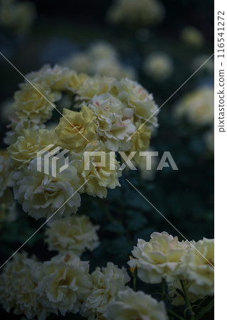 Roses, Osaka, Nakanoshima Park, Nakanoshima Rose Garden, Flower photos, Roses on a cloudy day 116541272
