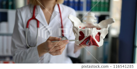 Doctor gynecologist showing model of female pelvic organs with muscles Doctor gynecologist showing model of female pelvic organs with muscles 116541285
