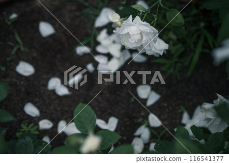 玫瑰 大阪 中之島公園 中之島玫瑰花園 花卉照片 陰天的玫瑰 116541377