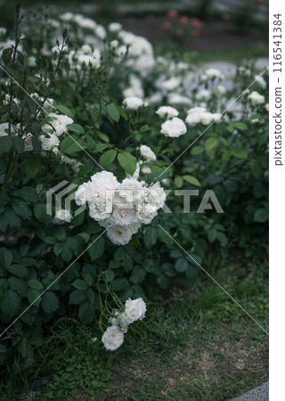 Roses, Osaka, Nakanoshima Park, Nakanoshima Rose Garden, Flower photos, Roses on a cloudy day 116541384