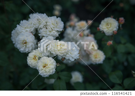 Roses, Osaka, Nakanoshima Park, Nakanoshima Rose Garden, Flower photos, Roses on a cloudy day 116541421