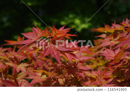 新鮮的綠色紅色年輕楓葉 116541905