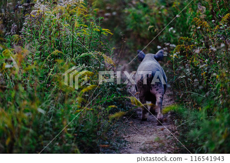 Pig walking along a dirt path surrounded by lush greenery and wildflowers. 116541943