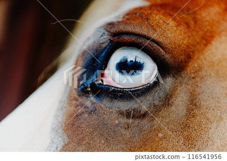 Intense and detailed gaze of a horse's blue eye 116541956