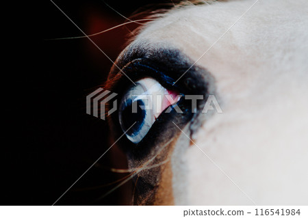 Intense and detailed gaze of a horse's blue eye Intense and detailed gaze of a horse's blue eye 116541984