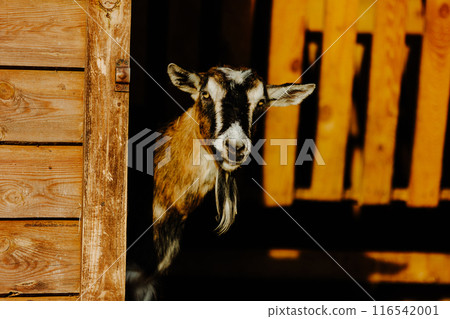 Portrait of a black and white goat standing by a wooden fence in a rural setting. Portrait of a black and white goat standing by a wooden fence in a rural setting. 116542001