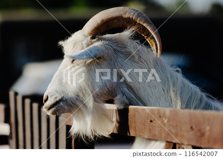 White goat with prominent horns standing by a wooden fence in a rural setting White goat with prominent horns standing by a wooden fence in a rural setting 116542007