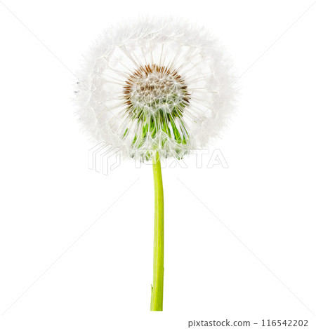 Dandelion Leaf long green leaf with deeply lobed edges and a slightly wavy texture Taraxacum 116542202