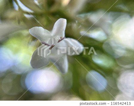 Close-up of white abelia flowers 116542413