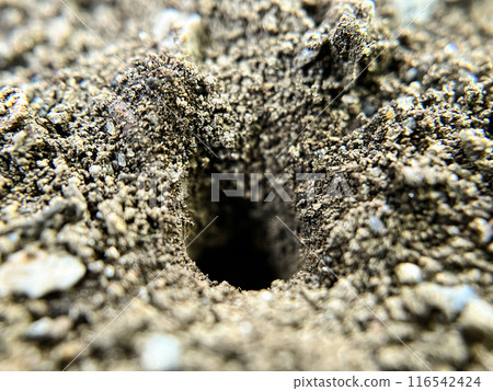 Ant hole dug in the soil Ant hole dug in the soil 116542424