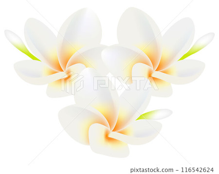 Tropical flowers frangipani (Plumeria) isolated on a white. 116542624