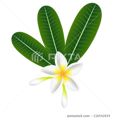 Tropical flowers frangipani (Plumeria) with leaves isolated on a white. Tropical flowers frangipani (Plumeria) with leaves isolated on a white. 116542635