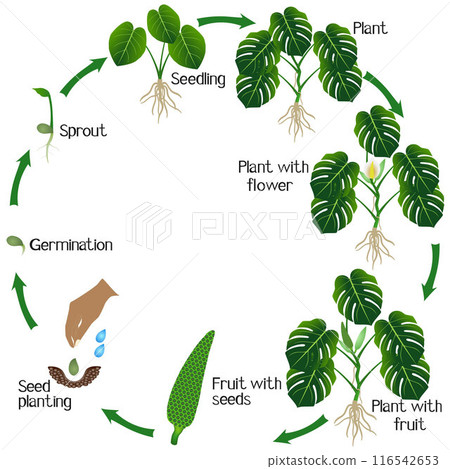 Life cycle of a monstera or split-leaf philodendron (Monstera deliciosa) plant on a white background. 116542653