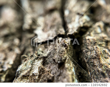 A close-up of old bark A close-up of old bark 116542692