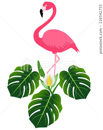 Pink flamingo and monstera or split-leaf philodendron (Monstera deliciosa). 116542755