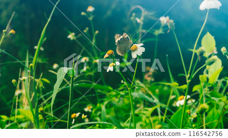 Summer mood background. Energy of Magic wild flora and fauna. Flowers, grass, butterflies Summer mood background. Energy of Magic wild flora and fauna. Flowers, grass, butterflies 116542756
