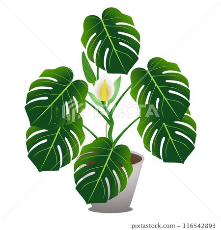 Houseplant of a monstera or split-leaf philodendron (Monstera deliciosa). Houseplant of a monstera or split-leaf philodendron (Monstera deliciosa). 116542893
