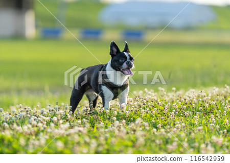 Boston Terrier Boston Terrier 116542959