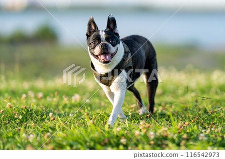 Boston Terrier Boston Terrier 116542973