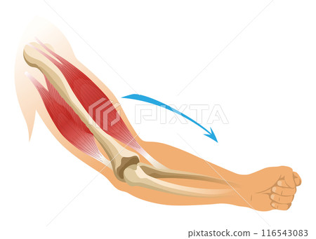 Arm muscle biceps with skeleton. Muscle tension of human hand on white background. Bones and joints in male silhouette. Medical vector illustration of hand for clinic or hospital 116543083