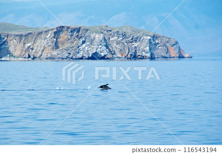 great cormorant taking off from a lake's great cormorant taking off from a lake's 116543194