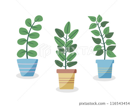 Cartoon flowers ficus in pots. Vector illustration of indoor plants for the interior. 116543454
