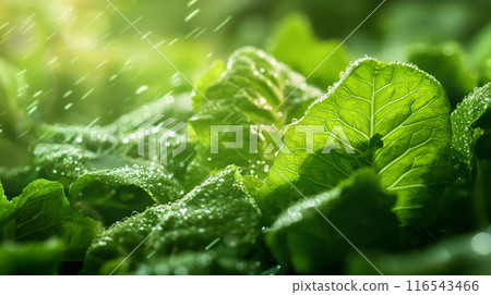 Close-Up of Fresh Leafy Greens Growing in Garden 116543466