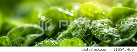 Close-Up of Fresh Leafy Greens Growing in Garden 116543469