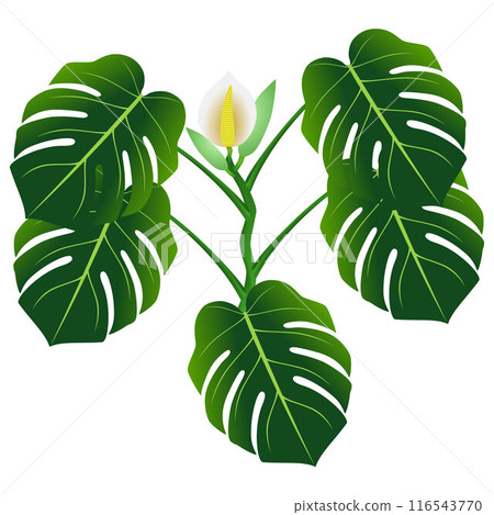 Flower and green leaves of monstera or split-leaf philodendron (Monstera deliciosa). 116543770
