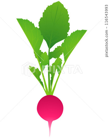Whole radishes with leaves isolated on white background. 116543993