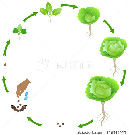 Life cycle of a cabbage plant on a white background. 116544055