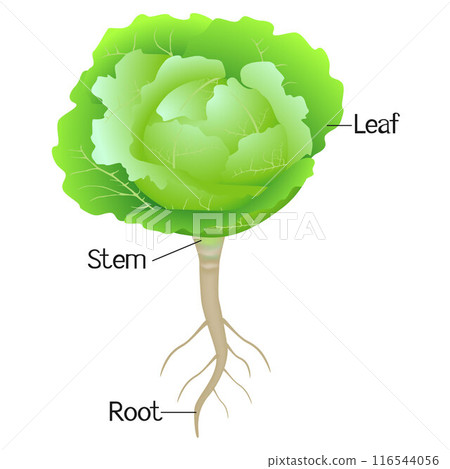 An illustration showing parts of a cabbage plant. 116544056