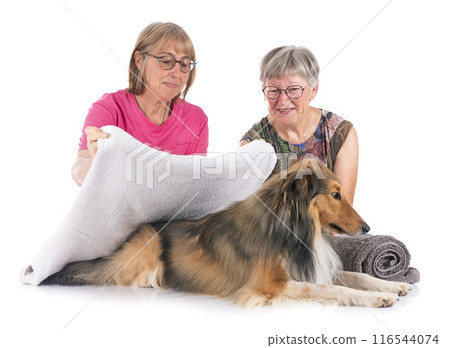 Shetland Sheepdog and woman in studio 116544074