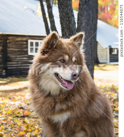 Finnish Lapphund in nature 116544075